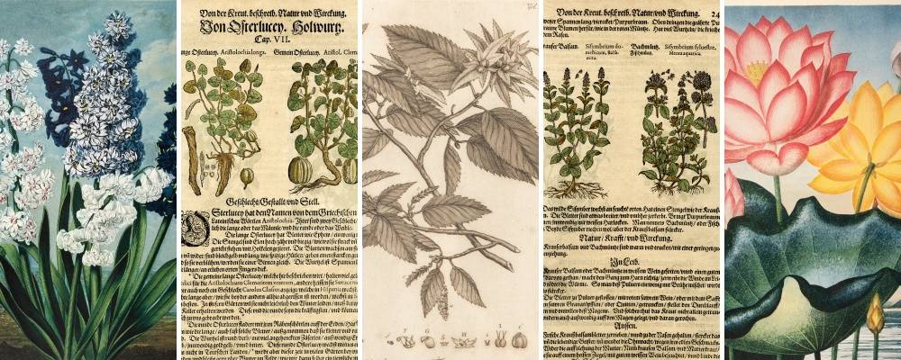 Five details of artworks that all feature botanical illustrations.